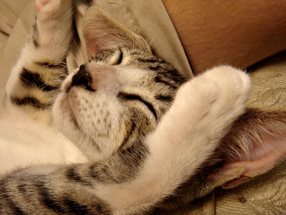 Why Sleeping in During Weekends is Bad for Professionals